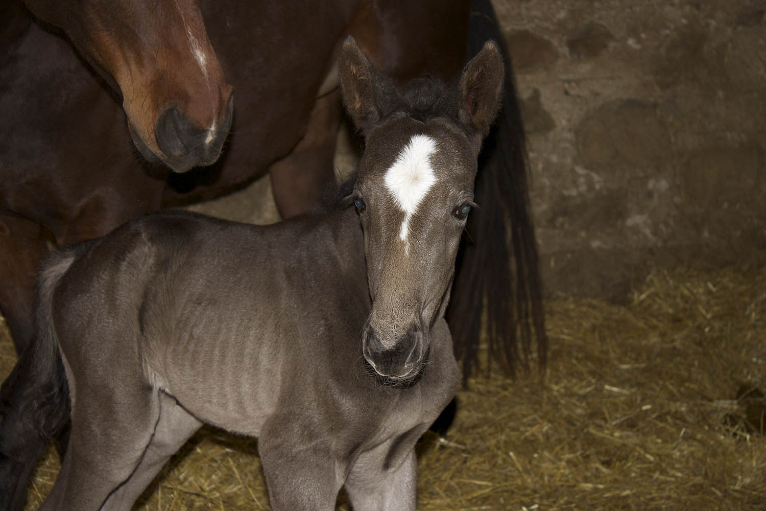 Equine Breeding Broodmare Foal Care Artificial Insemination Fresh Chilled Frozen Semen Manning Equine Vet Services serving Erin, Halton Hills, Georgetown, Orangeville, Caledon, Rockwood and Southern Ontario areas.