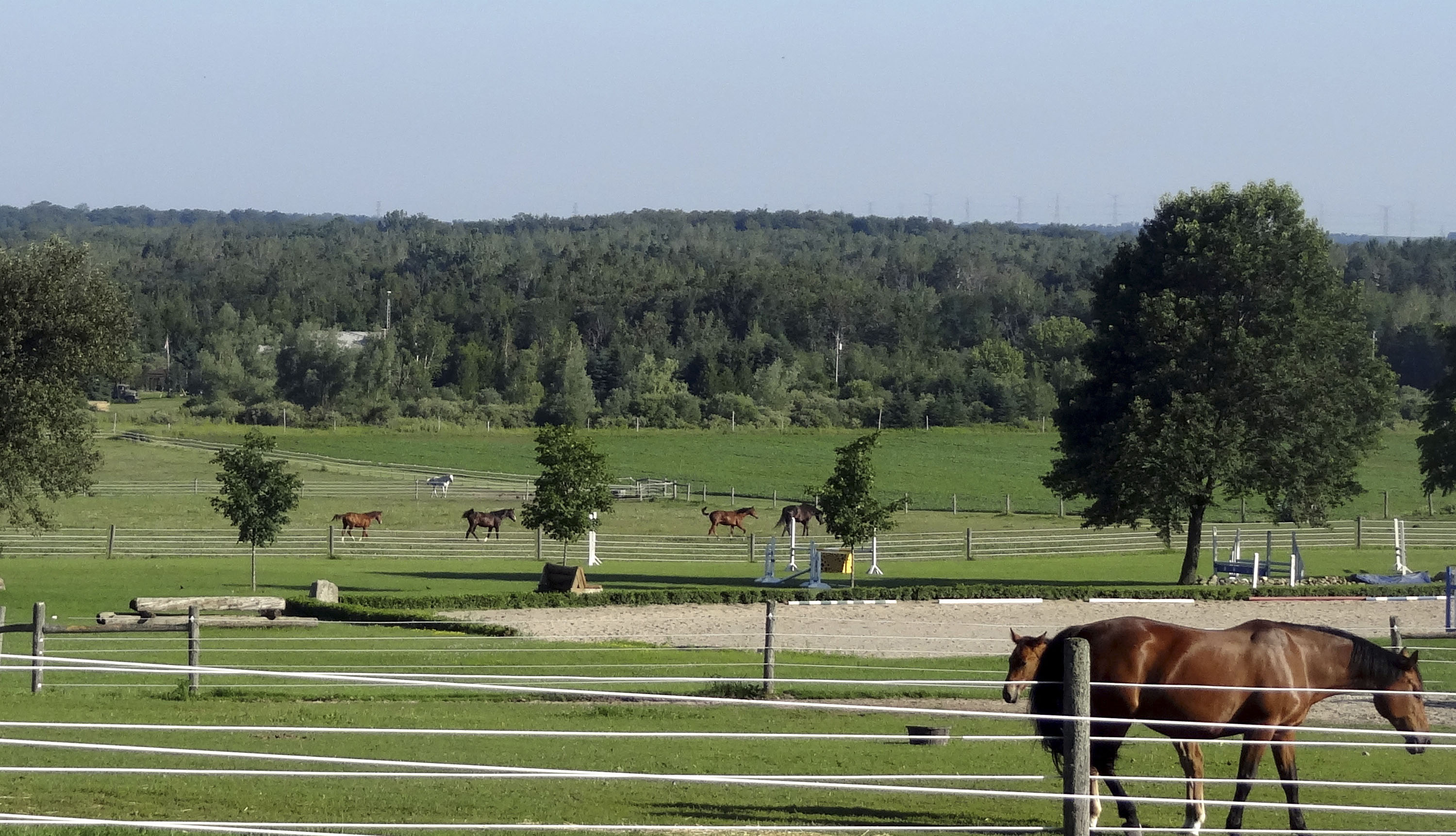 Manning Equine Vet Services serving Erin, Halton Hills, Georgetown, Orangeville, Caledon, Rockwood and Southern Ontario areas.