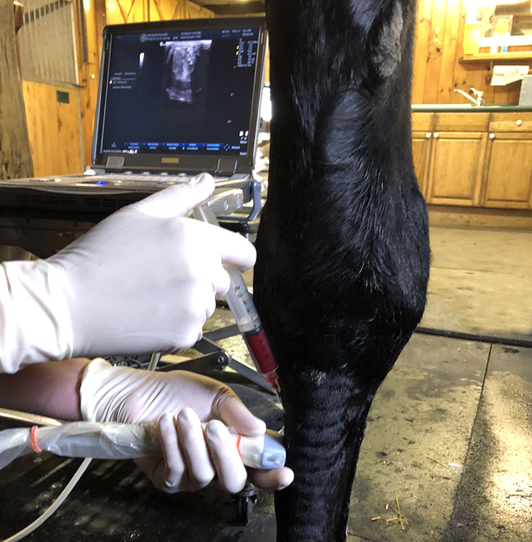 Equine Sports Medicine Platelet Rich Plasma PRP Therapy Manning Equine Vet Services serving Erin, Halton Hills, Georgetown, Orangeville, Caledon, Rockwood and Southern Ontario areas.
