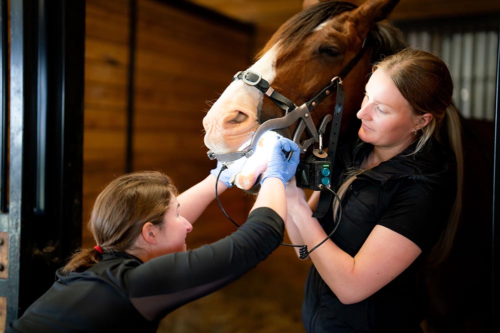 Equine Dentistry Horse Dentist Oral Exam Manning Equine Vet Services serving Erin, Halton Hills, Georgetown, Orangeville, Caledon, Rockwood and Southern Ontario areas.