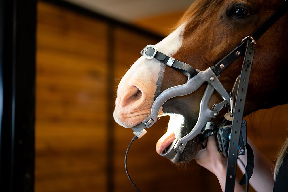Equine Dentistry Horse Dentist Oral Exam Manning Equine Vet Services serving Erin, Halton Hills, Georgetown, Orangeville, Caledon, Rockwood and Southern Ontario areas.