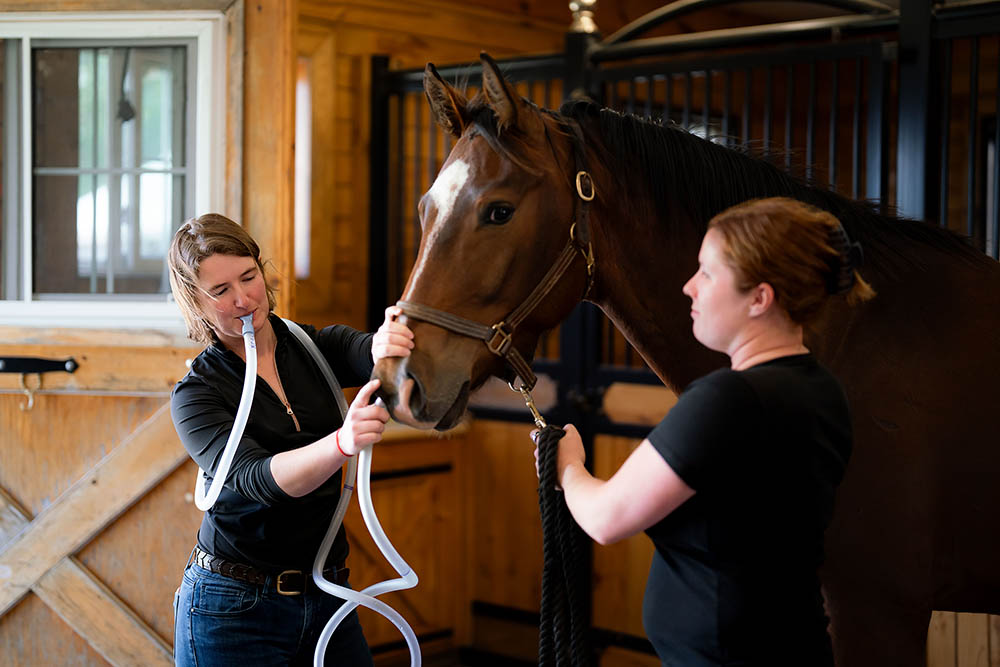 Equine Emergency Vet Care Ambulatory Services Manning Equine Vet Services serving Erin, Halton Hills, Georgetown, Orangeville, Caledon, Rockwood and Southern Ontario areas.