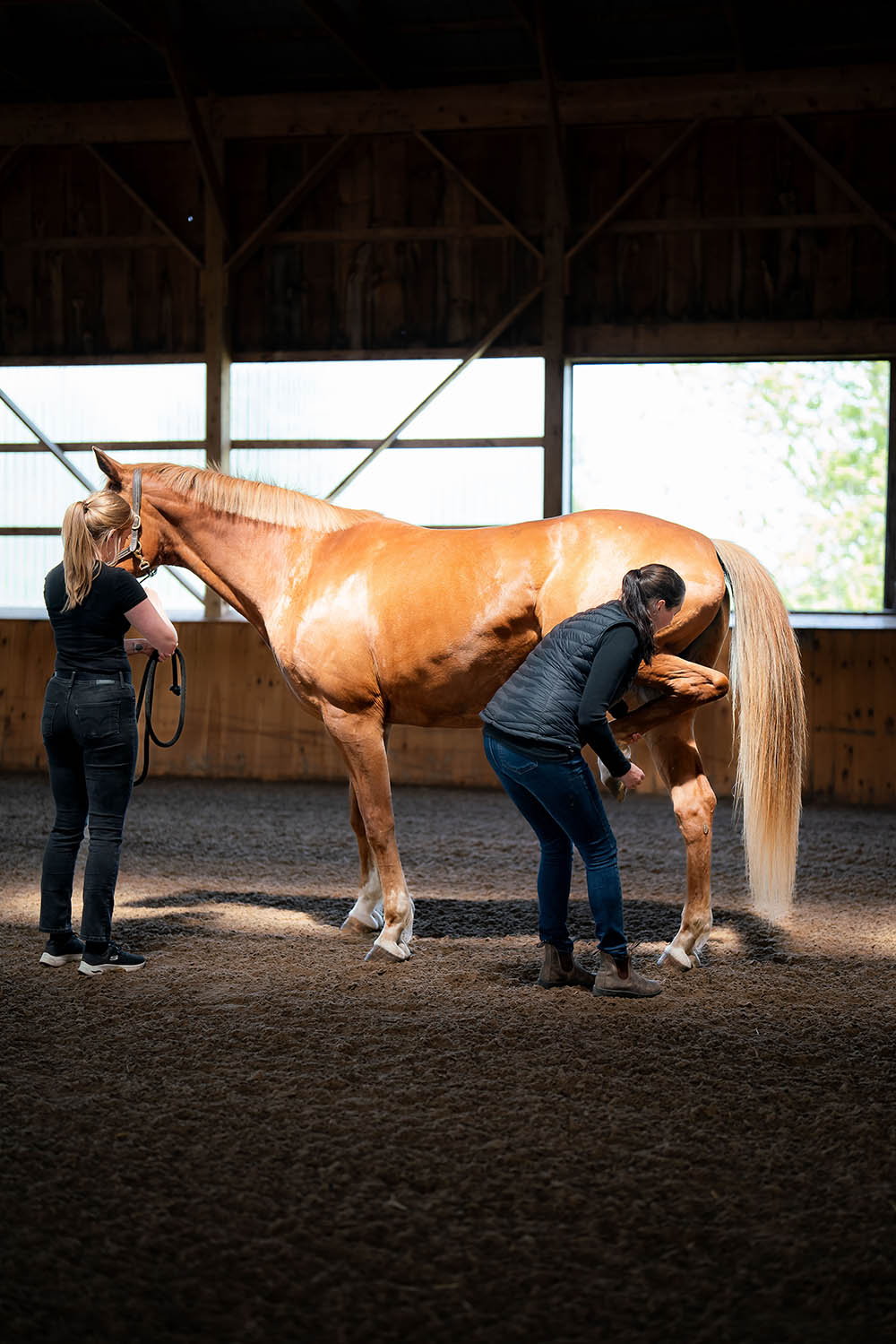 pre-purchase examinations Manning Equine Vet Services serving Erin, Halton Hills, Georgetown, Orangeville, Caledon, Rockwood and Southern Ontario areas.